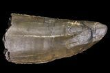 Big, Serrated Allosaurus Tooth - Colorado #182606-1